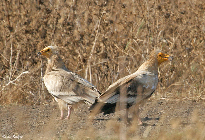  רחם מדברי Egyptian Vulture  Neophron percnopterus          משתא,מרכז רמת הגולן,אוגוסט 2009.צלם:ליאור כסלו